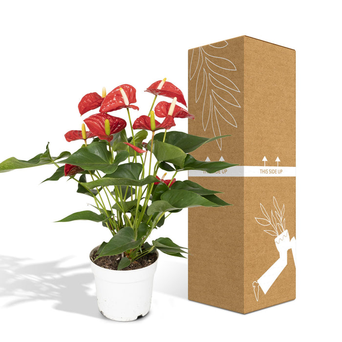 Anthurium Red - ↕55cm - Ø17cm