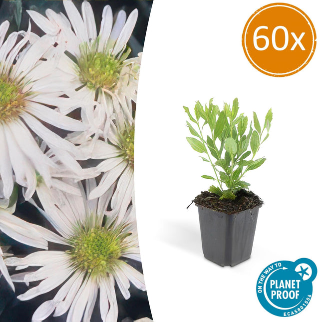 Aster ageratoides 'Ashvi' - ↕10-25cm - Ø9cm - 60x