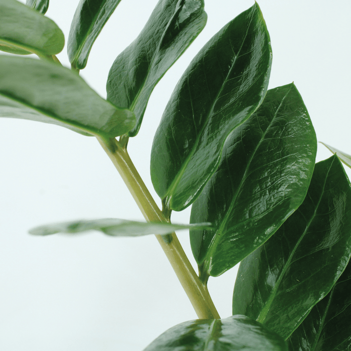 Zamioculcas Zamiifolia - ZZ Plant - ↕50cm - Ø14cm - 2x