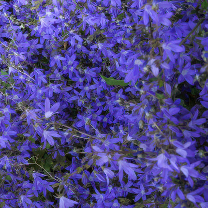 Campanula poscharskyana 'Stella' - ↕10-25cm - Ø9cm - 48x