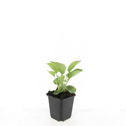 Echinacea Purpurea 'Magnus' - Zonnehoed - ↕10-25cm - Ø9cm - 24x