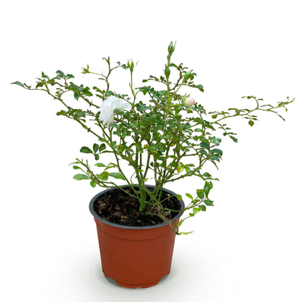 Rosa White Fairy - Roos - Winterhard - Wit - 1 Plant - Pot 12cm - Hoogte Hoogte 20-25cm