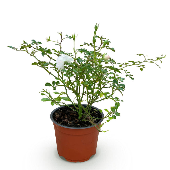 Rosa White Fairy - Roos - Winterhard - Wit - 1 Plant - Pot 12cm - Hoogte Hoogte 20-25cm