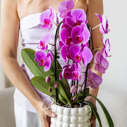 Kolibri Orchids | Combi Deal - 4 Paarse Phalaenopsis Orchideeën Niagara Fall Free Ride - Ø12 cm