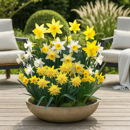 Bulbes de fleurs - Narcisses, mélange botanique - Jaune et blanc - 20 bulbes - Calibre 10/12 - Paquet XXL