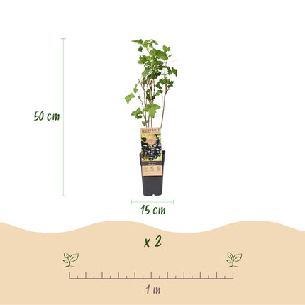 Ribes nigrum Ben Nevis - Bessenplant - Zwarte Bes - ↕50cm - Ø15cm - 2x