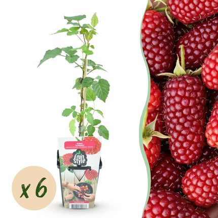 Taybeere – Rubus Tayberry – Rote Johannisbeere – ↕30–35 cm – Ø9 cm – 6 Stück