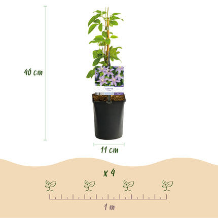Clematis Justa - Woodbine - Fiore azzurro - ↕40cm - Ø11cm - 2x