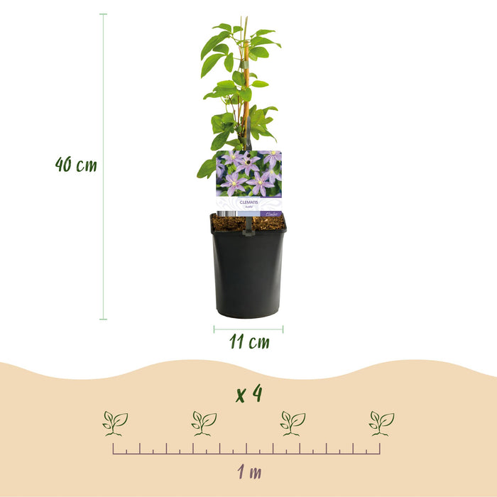 Clematis Justa - Bosrank - Bloem Licht Blauw - ↕40cm - Ø11cm - 2x
