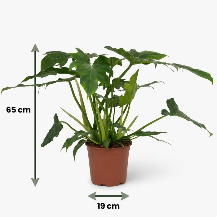 Philodendron Lacerum - ↕65cm - Ø19cm