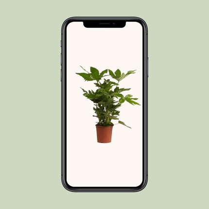 Fatsia Japonica - Fingerplant - ↕40cm - Ø17cm