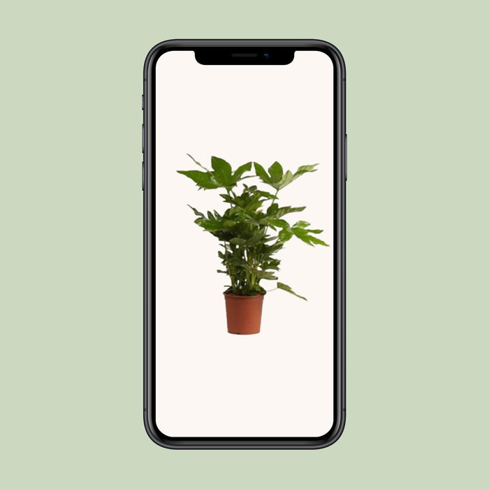 Fatsia Japonica - Vingerplant - ↕40cm - Ø17cm