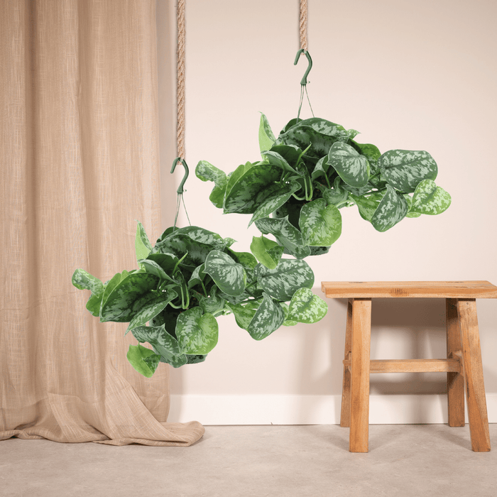 Scindapsus Pictus Trebie - Epipremnum - ↕25cm - Ø15cm - 2x