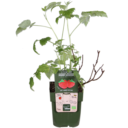 Rubus Idaeus 'Malling Promise' - Frambozenplant - ↕45cm - Ø13cm