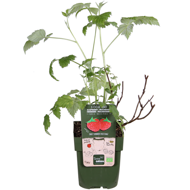 Rubus Idaeus 'Malling Promise' - Pianta di lampone - ↕45cm - Ø13cm