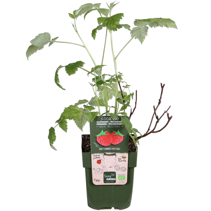 Rubus Idaeus 'Malling Promise' - Frambozenplant - ↕45cm - Ø13cm