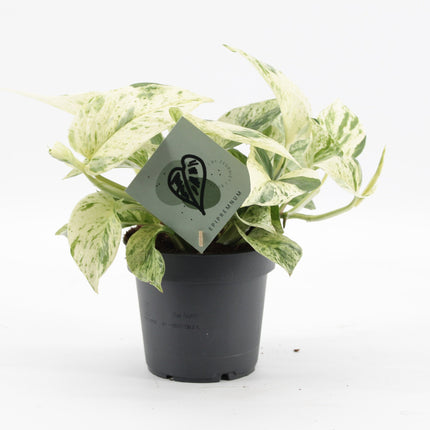 Epipremnum Snow Leopard - Groen - Creme - Tropisch - Ø12cm - ↕25cm