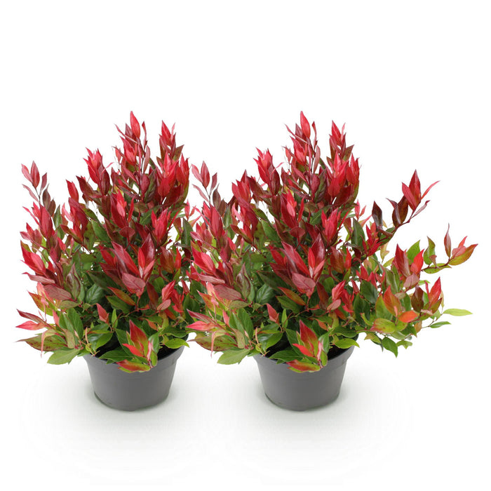 Leucothoe Little Flame - Rood - 2 Planten - Groenblijvend - Weinig Onderhoud - Pot 17cm Hoogte 40cm