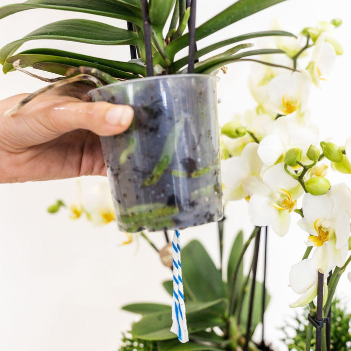 Witte orchideeënset in Honey dish incl. waterreservoir | drie witte orchideeën Ghent 12cm | Mono Bouquet wit