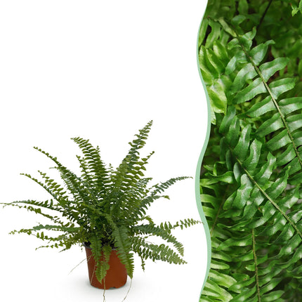 Nephrolepsis exaltata Green Lady - Farn - ↕25cm - Ø12cm