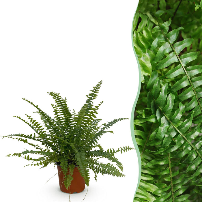 Nephrolepsis exaltata Green Lady - Varen - ↕25cm - Ø12cm