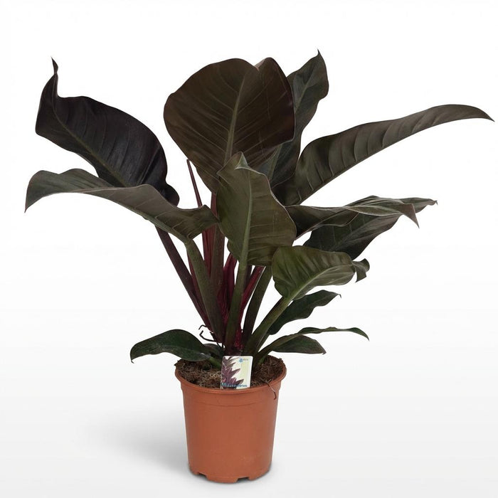 Philodendron Imperial Red - Rood - ↕60cm - Ø19cm