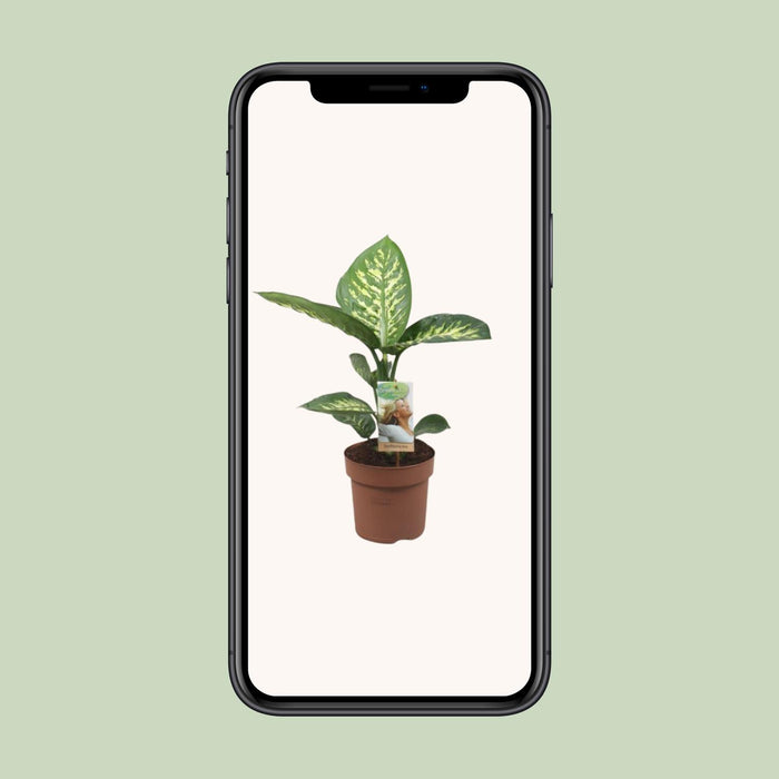 Dieffenbachia Tropic Snow - ↕60cm - Ø17cm