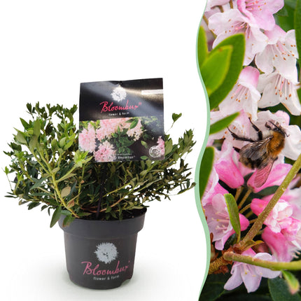 Dwerg Rhododendron - Rhododendron Bloombux Light Pink - Bloeiende Buxus - Licht Roze Bloem - ↕30-40cm - Ø17cm