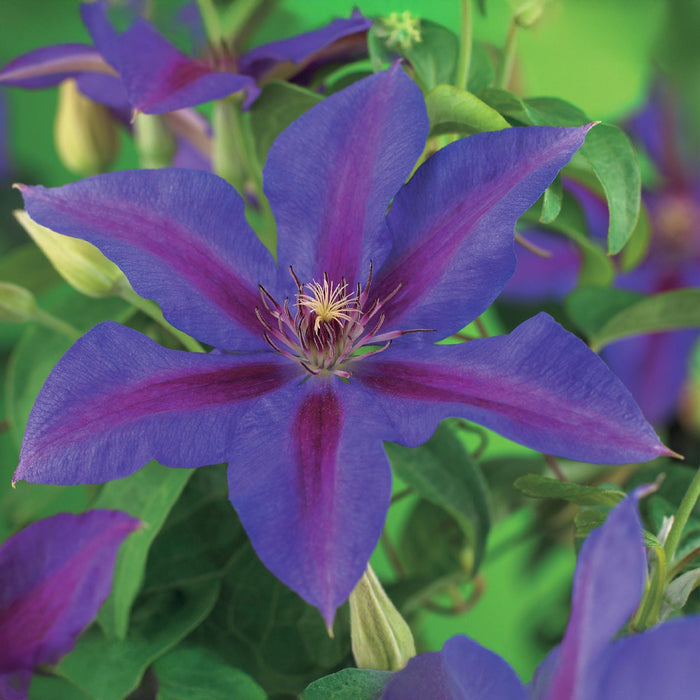 Clematis Mrs. N. Thompson - Bosrank - Bloem Roze - ↕40cm - Ø11cm - 2x