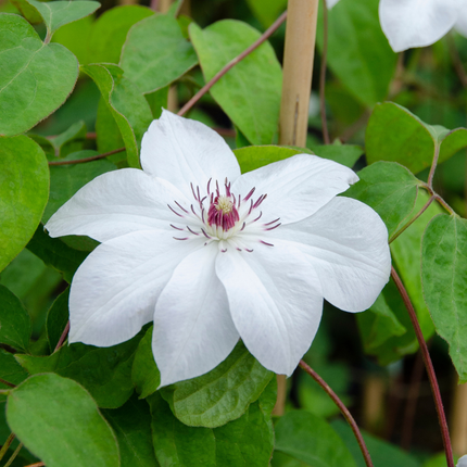 Clematis ‘Miss Bateman’ 6x – P9 pot – elegant white flowering climbing plant