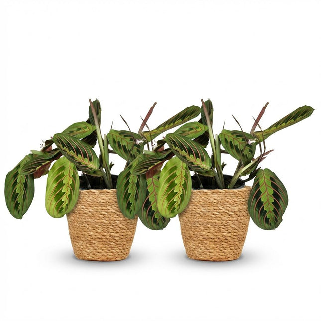 Maranta Fascinator Tricolour - Gebedsplant - met Mand - ↕25cm - Ø12cm - 2x