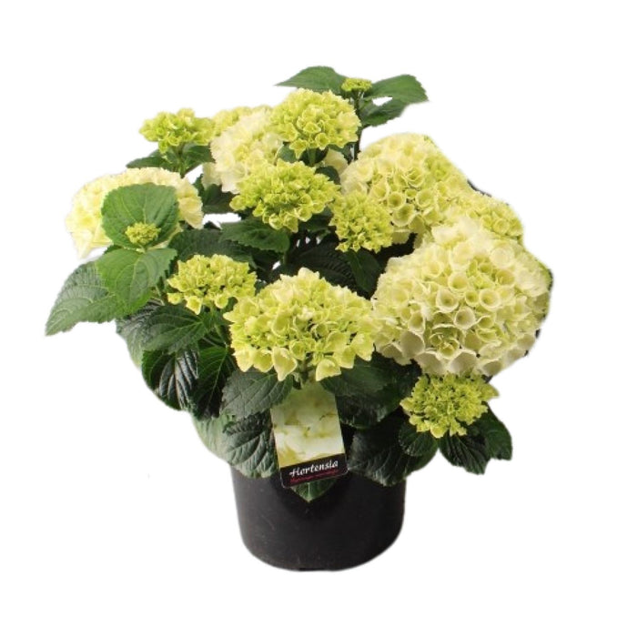 Hortensia Wit - Hydrangea macrophylla - Ø23cm - ↕40cm