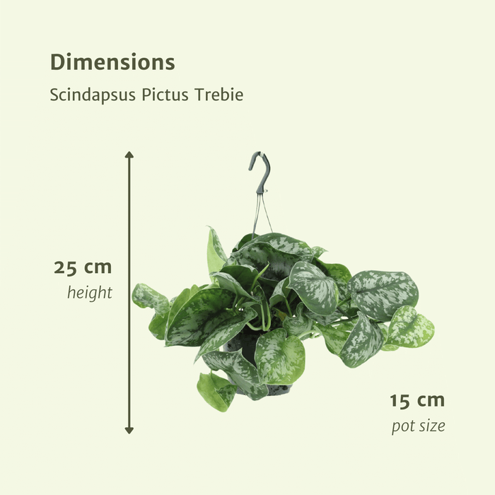 Scindapsus Pictus Trebie - Epipremnum - ↕25cm - Ø15cm - 2x