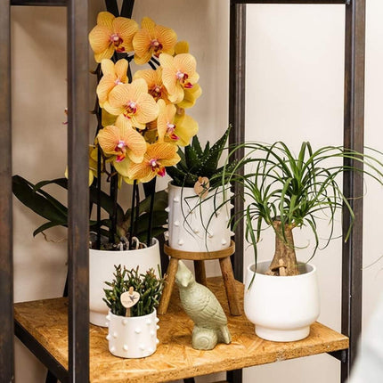 Kolibri Orchids | Combi Deal - 2 Oranje-Roze Phalaenopsis Orchideeën Niagara Fall Sunny Bunny - Ø12 cm