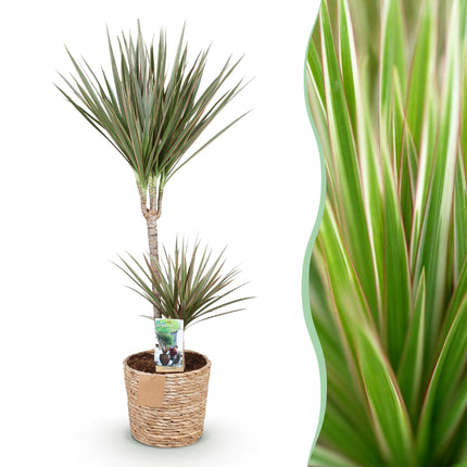 Dracaena Marginata Bicolor - Dragetræ - med kurv - ↕90-100cm - Ø21cm