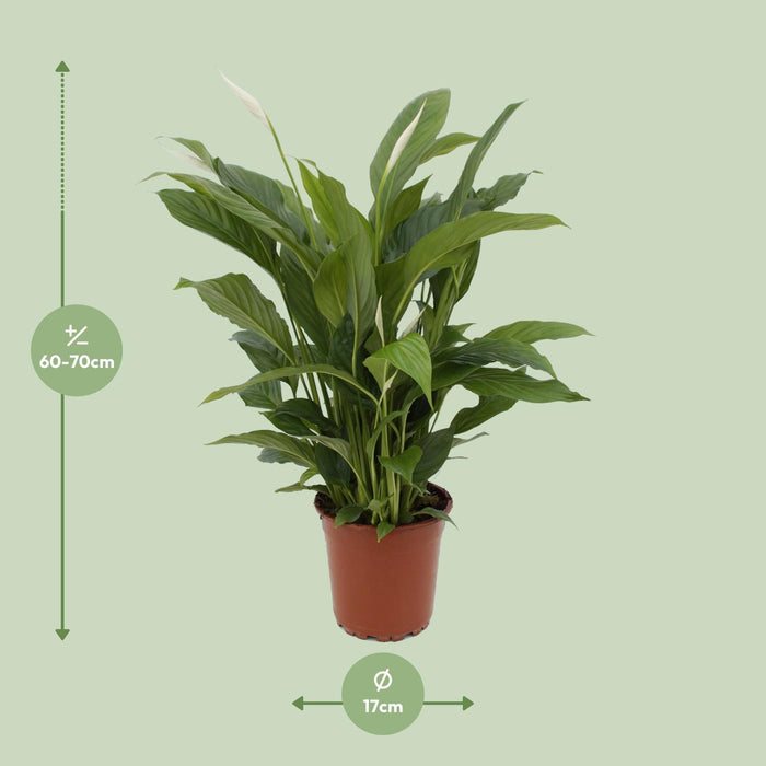 Spathiphyllum Torelli - Lepelplant - ↕65cm - Ø17cm