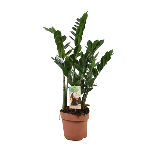 Zamioculcas Zamiifolia - ZZ-Pflanze - ↕70cm - Ø17cm