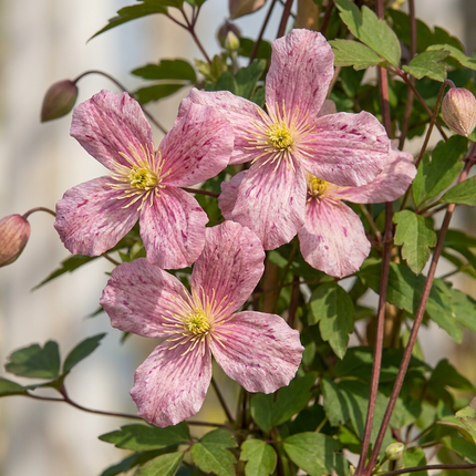 Clematis mont. 'Marjorie' - Bergclematis - Roze - Klimplant - Ø9cm - ↕35cm