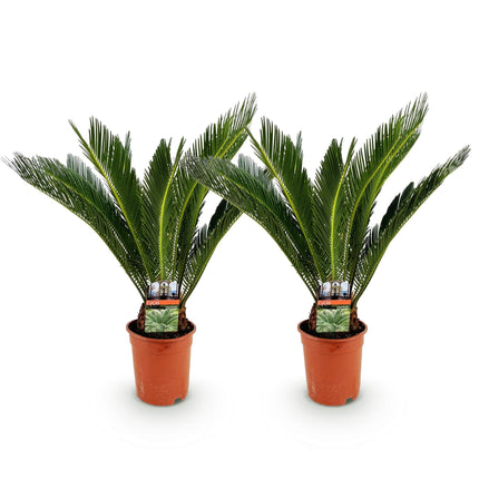 Cycas revoluta - Palm fern - ↕70cm - Ø17cm