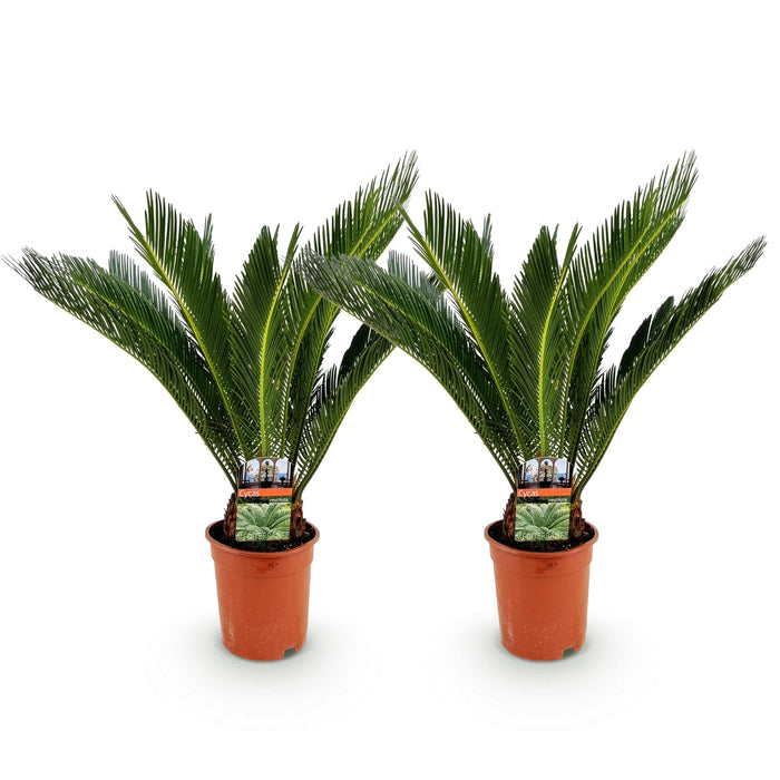 Cycas revoluta - Palmvaren - ↕70cm - Ø17cm