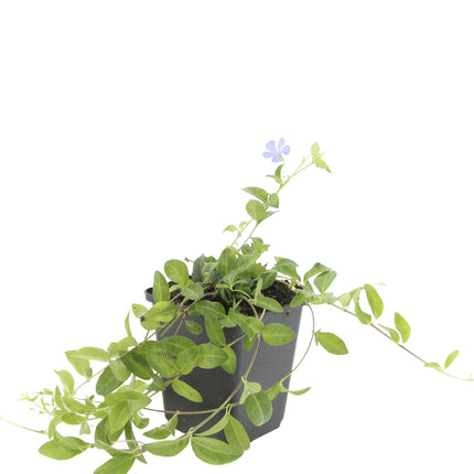 Vinca minor - Kleine Maagdenpalm - ↕10-25cm - Ø9cm - 48x