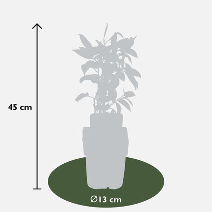 Actinidia arguta 'Issai' - Kiwibes - ↕45cm - Ø13cm