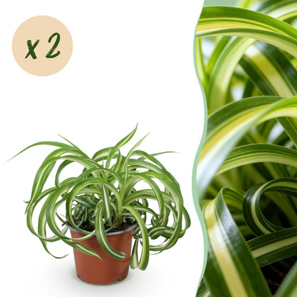 Chlorophytum comosum Bonnie - Lirio de hierba - ↕20-25cm - Ø12cm - 2x