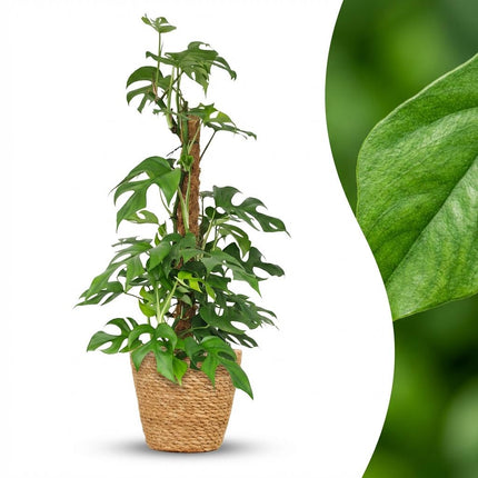 Monstera Minima Moss Stick - Hole Plant - with Basket - ↕90cm - Ø19cm