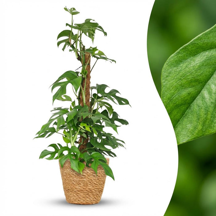 Monstera Minima Mosstok - Gatenplant - met Mand - ↕90cm - Ø19cm