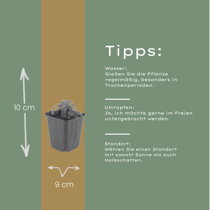 48x Geranium cin. 'Ballerina' - ↕10-25cm - Ø9cm