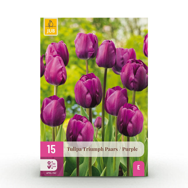 Bulbi da fiore - Tulipano Triumph Viola - Colore Viola - 15 pezzi - Dimensione bulbo 11/12 - Confezione XXL