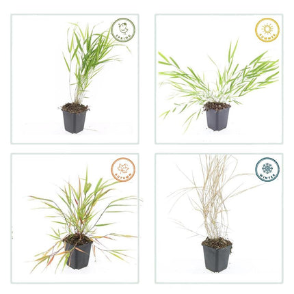 Hakonechloa Macra - Japans Berggras - ↕10-25cm - Ø9cm - 12x
