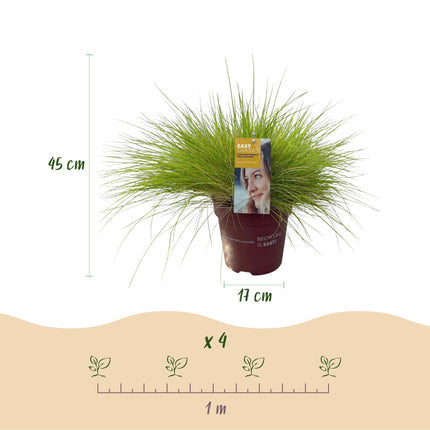 Festuca glauca Toupee doré - Jaune - ↕50cm - Ø17cm - 2x