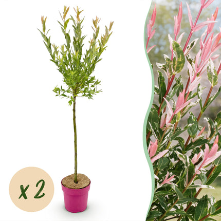 Salix Flamingo - Flamingo Wilg op stam - Ø19cm - ↕90-100cm - 2x